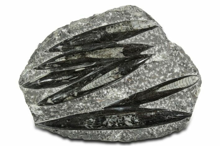 Polished Fossil Orthoceras (Cephalopod) Plate - Morocco #348442